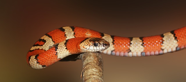 red king snake