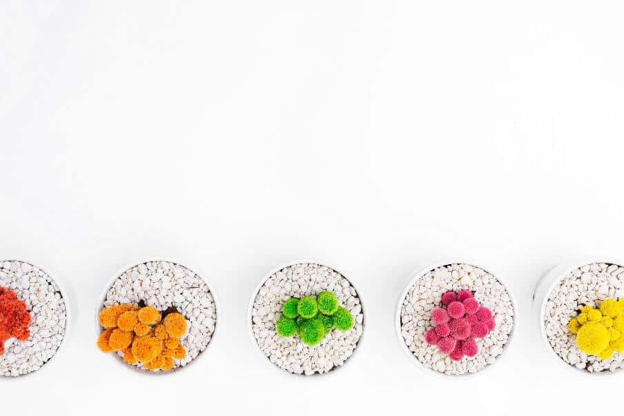 A line of potted plants in flower viewed from above and in flower against a white background